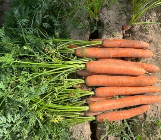 Marchew w fazie intensywnego przyrastania korzeni