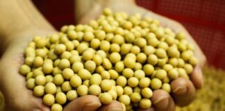 Mercosur na horyzoncie. Czy czeka nas wojna o polskie rolnictwo?