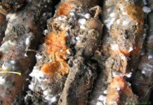 Zgnilizna twardzikowa na warzywach – objawy i zwalczanie zgnilizna twardzikowa