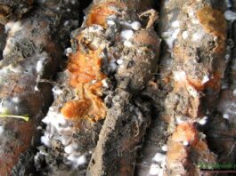 Zgnilizna twardzikowa na warzywach – objawy i zwalczanie zgnilizna twardzikowa