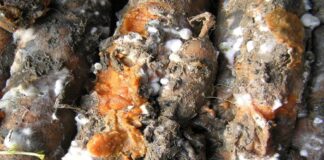 Zgnilizna twardzikowa na warzywach – objawy i zwalczanie zgnilizna twardzikowa