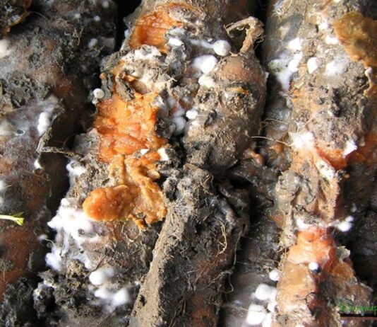 Zgnilizna twardzikowa na warzywach – objawy i zwalczanie zgnilizna twardzikowa