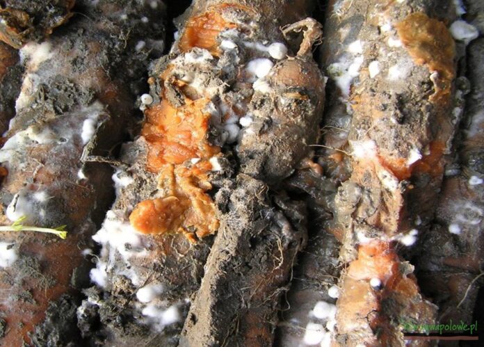 zgnilizna twardzikowa