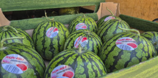 Polski arbuz 2025. Trudny sezon, niesprzedane plony i wnioski na przyszłość