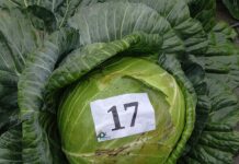 Małopolskie Dni Kapusty w Charsznicy. Oto najcięższe główki kapusty w kraju