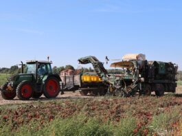 Zbiory warzyw większe niż przed rokiem – GUS opublikował najnowsze szacunki GUS, zbiory warzyw, zbiory, warzywa, pomidory