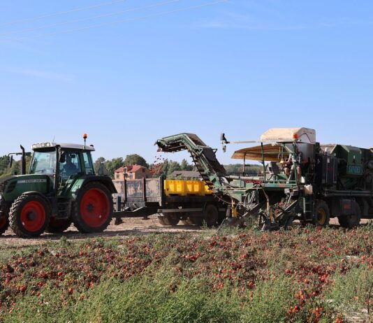 Zbiory warzyw większe niż przed rokiem – GUS opublikował najnowsze szacunki GUS, zbiory warzyw, zbiory, warzywa, pomidory