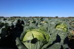 bułgarscy producenci kapusty narzekają na ceny