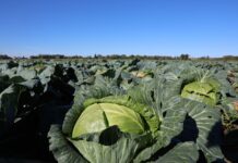 Rekordowo niskie ceny kapusty nie tylko w Polsce. Bułgarscy producenci pod ścianą bułgarscy producenci kapusty narzekają na ceny