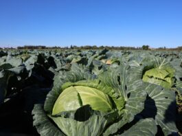 Rekordowo niskie ceny kapusty nie tylko w Polsce. Bułgarscy producenci pod ścianą bułgarscy producenci kapusty narzekają na ceny