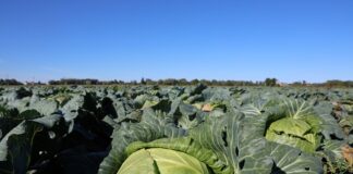 Rekordowo niskie ceny kapusty nie tylko w Polsce. Bułgarscy producenci pod ścianą bułgarscy producenci kapusty narzekają na ceny