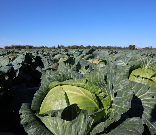 Rekordowo niskie ceny kapusty nie tylko w Polsce. Bułgarscy producenci pod ścianą bułgarscy producenci kapusty narzekają na ceny