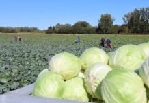Bułgarska kapusta do zaorania. Koszt zbioru przewyższa cenę sprzedaży