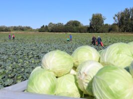 Trudna sytuacja na rynku kapusty. Ceny w dół, koszty w górę