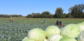 Trudna sytuacja na rynku kapusty. Ceny w dół, koszty w górę