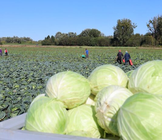 Bułgarska kapusta do zaorania. Koszt zbioru przewyższa cenę sprzedaży