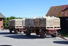 Załamanie na ukraińskim rynku kapusty