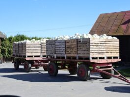 Załamanie na ukraińskim rynku kapusty