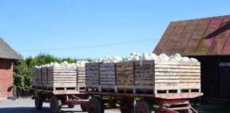 Załamanie na ukraińskim rynku kapusty