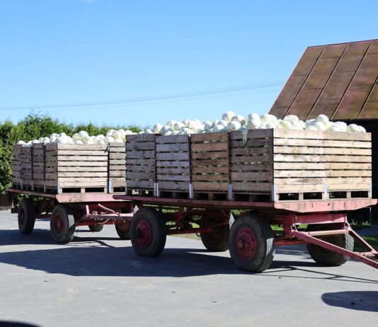 Załamanie na ukraińskim rynku kapusty