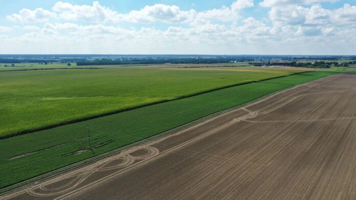 ARiMR, plantacja, nabory, warzywa