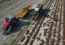 Trwają zbiory pomidorów gruntowych. Sprawdzamy ceny i sytuację na rynku pomidorów gruntowych