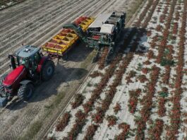 Trwają zbiory pomidorów gruntowych. Sprawdzamy ceny i sytuację na rynku pomidorów gruntowych