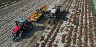 Trwają zbiory pomidorów gruntowych. Sprawdzamy ceny i sytuację na rynku pomidorów gruntowych