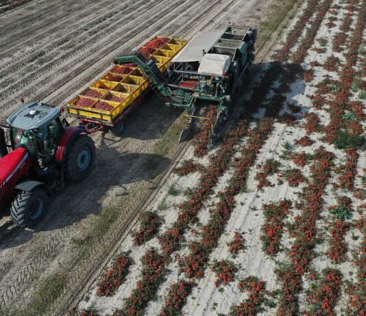Trwają zbiory pomidorów gruntowych. Sprawdzamy ceny i sytuację na rynku pomidorów gruntowych