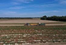 GUS podał dane o produkcji warzyw w 2025 roku. Są spore wzrosty