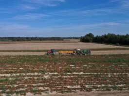 GUS podał dane o produkcji warzyw w 2025 roku. Są spore wzrosty