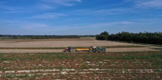 GUS podał dane o produkcji warzyw w 2025 roku. Są spore wzrosty