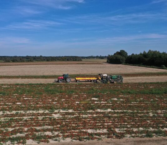 GUS podał dane o produkcji warzyw w 2025 roku. Są spore wzrosty