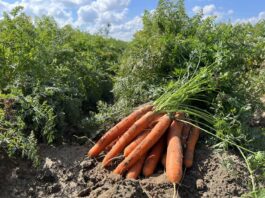 Nawożenie marchwi – dbamy o plon i jakość Marchew Profesjonalnie, nawożenie marchwi