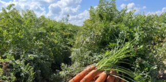 Nawożenie marchwi – dbamy o plon i jakość Marchew Profesjonalnie, nawożenie marchwi