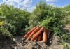 Są szanse na wzrost cen polskiej marchwi