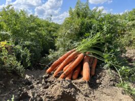 Są szanse na wzrost cen polskiej marchwi