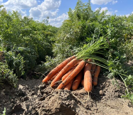 Są szanse na wzrost cen polskiej marchwi