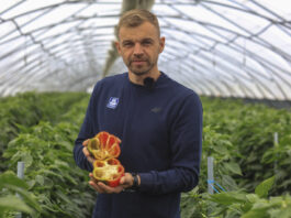 Nawożenie papryki w okresie zbiorów. Co jeszcze warto zrobić?