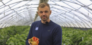 Nawożenie papryki w okresie zbiorów. Co jeszcze warto zrobić?