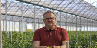 Trudny rok 2025 dla producentów papryki na południowym Mazowszu