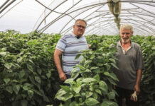 Ile trzeba pokonać kilometrów by podwiązać 1 ha papryki w tunelach?