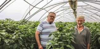 Ile trzeba pokonać kilometrów by podwiązać 1 ha papryki w tunelach?