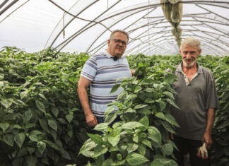 Ile trzeba pokonać kilometrów by podwiązać 1 ha papryki w tunelach?