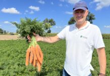 Innowacyjne podejście do ochrony marchwi ochrony marchwi, ochrona, marchew, ASCROP, Paweł Szymczak