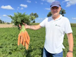 Innowacyjne podejście do ochrony marchwi ochrony marchwi, ochrona, marchew, ASCROP, Paweł Szymczak