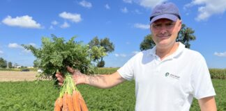 Innowacyjne podejście do ochrony marchwi ochrony marchwi, ochrona, marchew, ASCROP, Paweł Szymczak