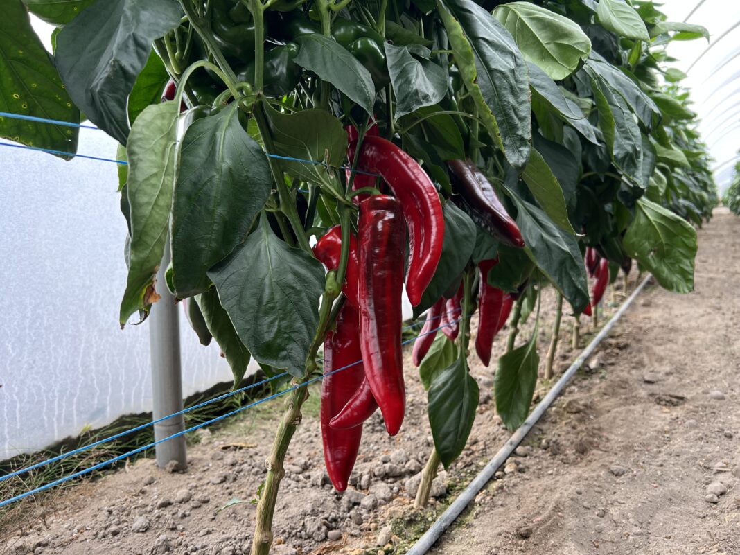 Gleba, uprawa papryki, Carbohort