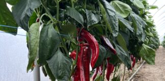 Zdrowa gleba fundamentem produkcji papryki w tunelach Gleba, uprawa papryki, Carbohort