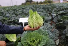 Kapusty czerwone, płaskie i nowe stożkowe od firmy Bejo  kapusta włoska stożkowa